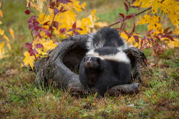 Striped Skunk (Mephitis mephitis) on Log Lifts Nose