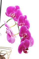 Obraz na płótnie Canvas Bouquet of orchids.