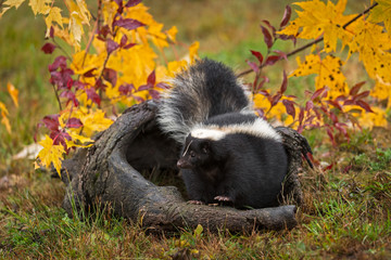 Striped Skunk (Mephitis mephitis) Stomps Feet on Log