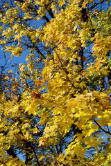 Yellow leaves on the trees against the blue sky Autumn Park
