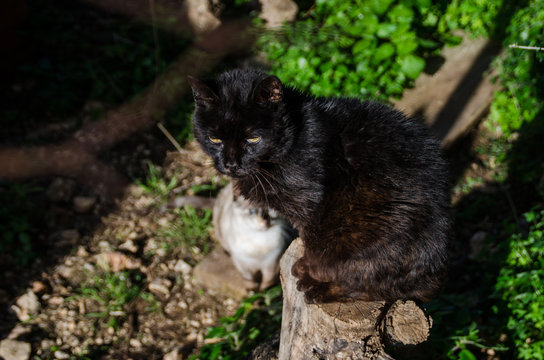 Photograph of two cats, one black and one white defocused background. The black cat is on top of a trunk.