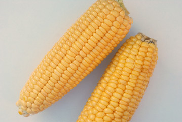 fresh corn on the cob