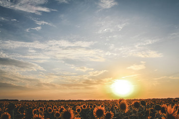 sunset on a field of sunflowers