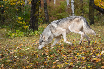 Grey Wolf (Canis lupus) Nose to the Ground Left Through Autumn Leaves