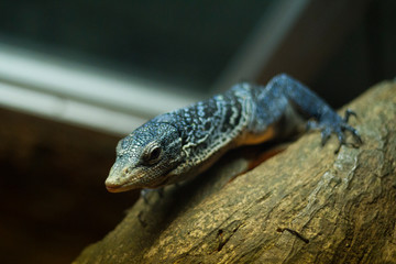 Mini Lizard on Safari Park