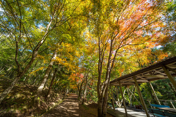 紅葉　虹の滝キャンプ場(香川県三木町)