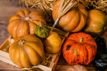 A lot of different pumpkins on the floor for the decor for the celebration of Halloween