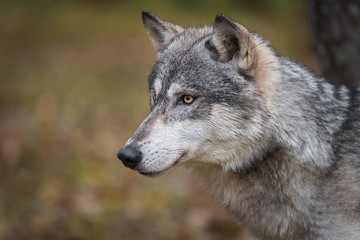 Obraz premium Grey Wolf (Canis lupus) Profile Left Autumn