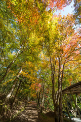 Fototapeta premium 紅葉 虹の滝キャンプ場(香川県三木町)