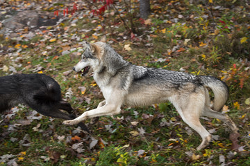 Naklejka premium Grey Wolf (Canis lupus) Chases Black With Leaves in His Mouth