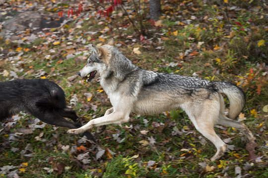 Fototapeta Grey Wolf (Canis lupus) Chases Black With Leaves in His Mouth