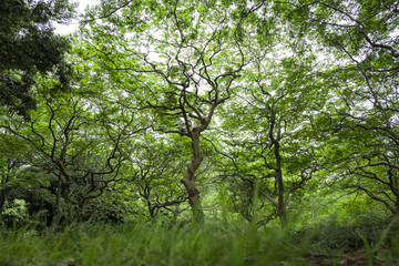 Obraz premium yoyogi park trees