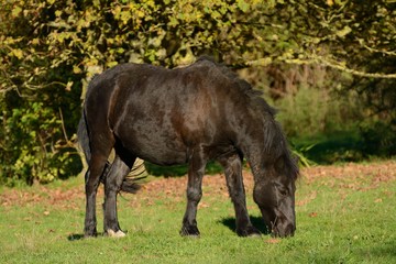 A brown unkempt horse/pony grazing contentedly in an English field.