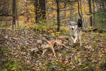 Naklejka premium Grey Wolves (Canis lupus) Run Through the Autumn Woods