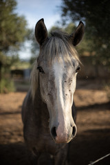 a portrait of a beauty horse with flying flies