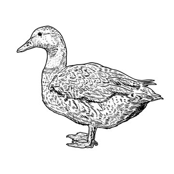 Wild duck illustration on white background. Design element for poster, card, banner, flyer.