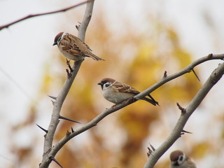 two sparrows on the branches of trees in the autumn park