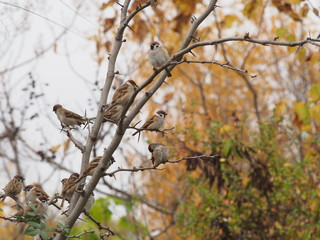 a flock of cute sparrows in the autumn garden