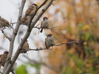 a flock of sparrows in the autumn park