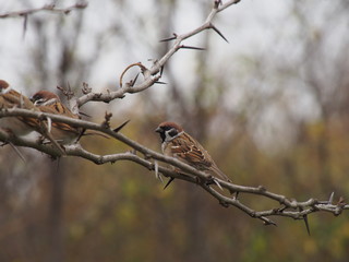 cute sparrow on the prickly branches of a tree