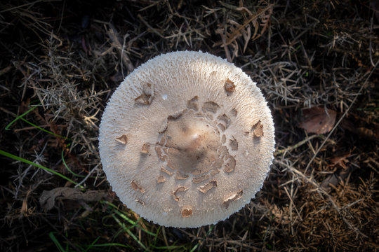 Shaggy Parasol fungi