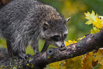 Raccoon (Procyon lotor) Sniffs at Branch in Autumn