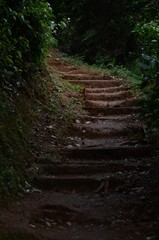 Walking on tropical forest stairs