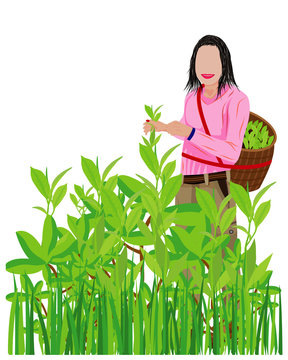 agriculturist with tea leaves vector design