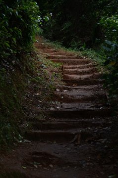 Fototapeta Walking on tropical forest stairs