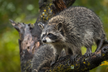 Raccoon (Procyon lotor) Stands on Tree Branch