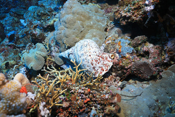 Triton trumpet snail