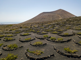 Vista aerea delle coltivazioni vinicole sui terreni vulcanici dell’isola di Lanzarote, pianure e...