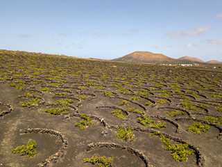Vista aerea delle coltivazioni vinicole sui terreni vulcanici dell’isola di Lanzarote, pianure e...