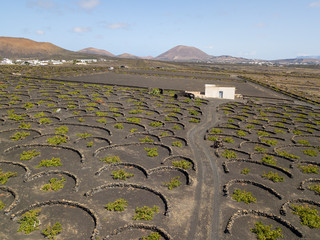 Vista aerea delle coltivazioni vinicole sui terreni vulcanici dell’isola di Lanzarote, pianure e...