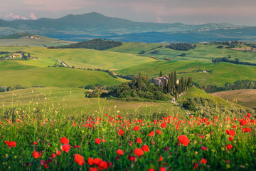 Fototapeta na wymiar Wonderful red poppies blossom on meadows in Tuscany, Pienza, Italy