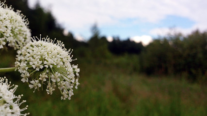 flowering Heracleum