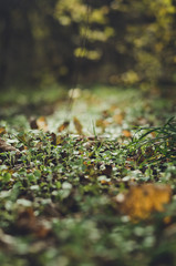 grass in forest