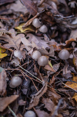 autumn leaves on ground