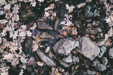 stones in forest