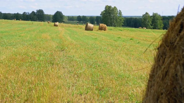 Scenery rustic seasonal ranch summer area with circle haystacks, no people. Round bales of straw manufacturing. Gold hay stacks on the green grass, treeline and blue cloudy skyline. Organic production