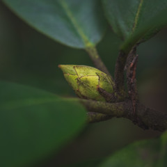 beauty in nature