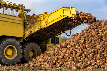 Zuckerrüben für den Transport aufschichten