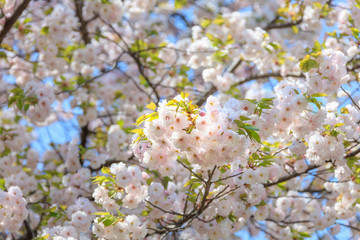 Double cherry blossoms in full bloom - Spring of Japan -