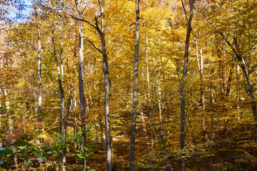 Trees and shrubs with yellow and green leaves on the mountainside, in the autumn forest. This golden autumn. Fabulous landscape of the magical forest on the Caucasus mountain range.