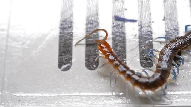 centipede struggling and trying to get out of a bug catcher