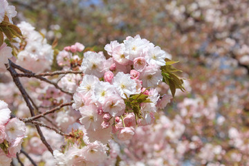 Double cherry blossoms in full bloom - Spring of Japan -