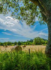 Hay Bales