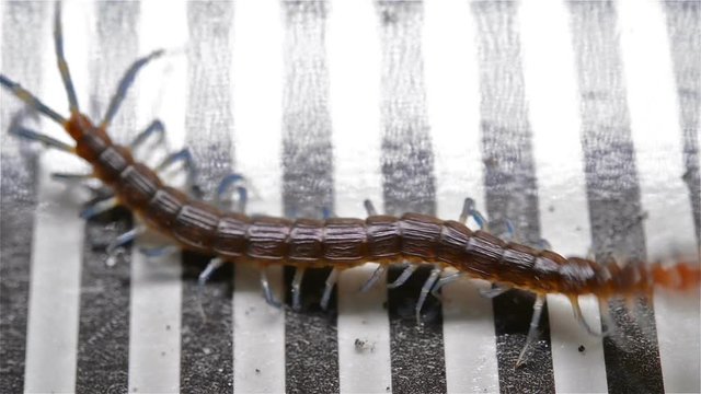 centipede struggling and trying to get out of a bug catcher
