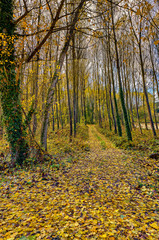 Fallen leaves cover forest dirt road in autumn season.