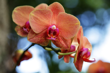 close up of beautiful orchids flower with green bokeh background